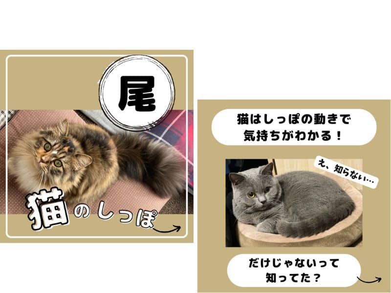 猫のしっぽは気持ちを表だけじゃないって知ってる？の画像