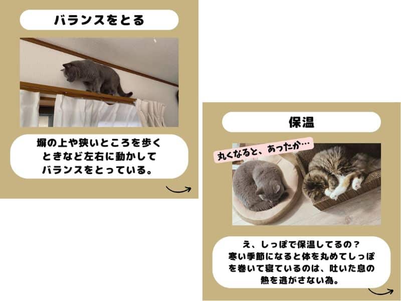 猫のしっぽはバランスを取ったり、保温をする役割もある画像