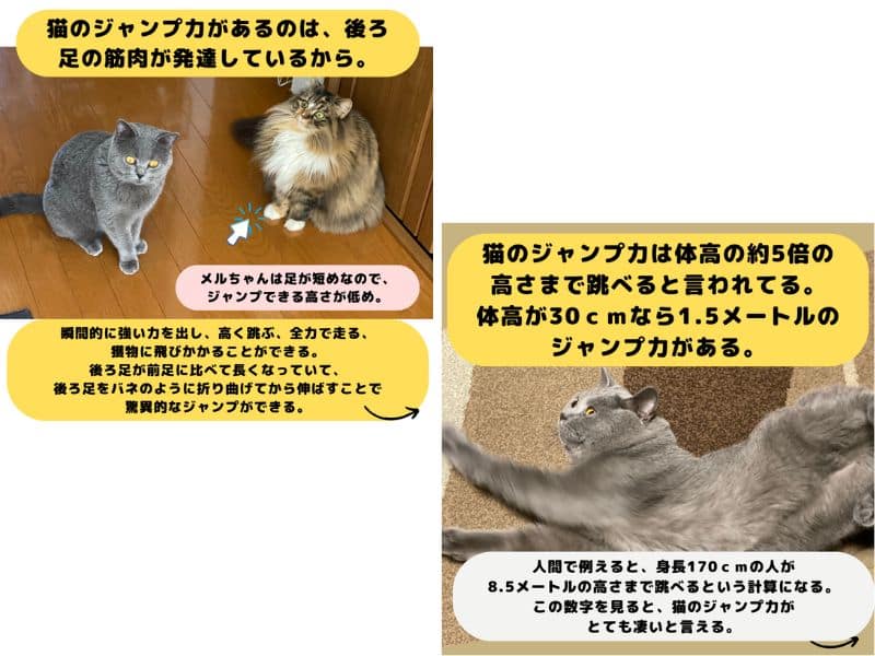 猫のジャンプ力がすごい理由の説明の画像