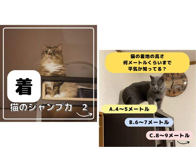 猫の着地についてのクイズ画像