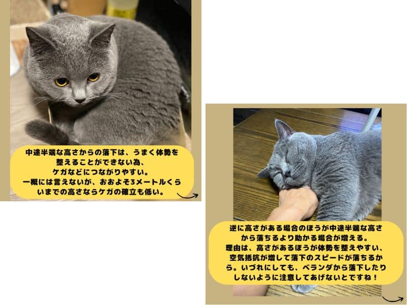 猫の着地の注意点についての画像　ベランダや二階からは注意