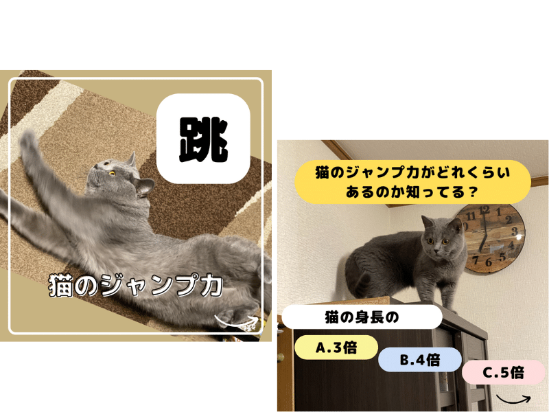 猫のジャンプ力についての画像