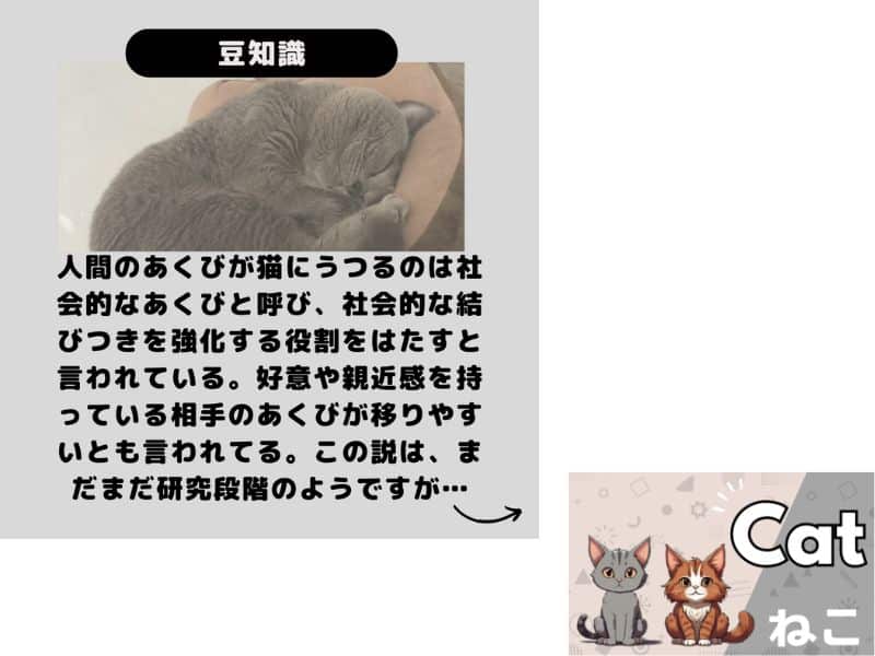 猫のあくびの豆知識　あくびが移るのは社会的なあくびというの画像