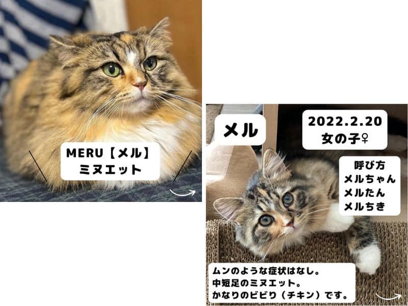 うちの猫メルのご紹介