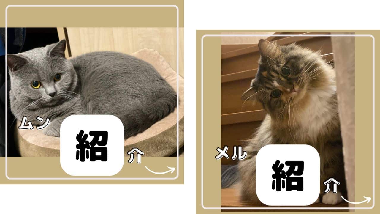 うちの猫、ムンとメルの紹介の画像