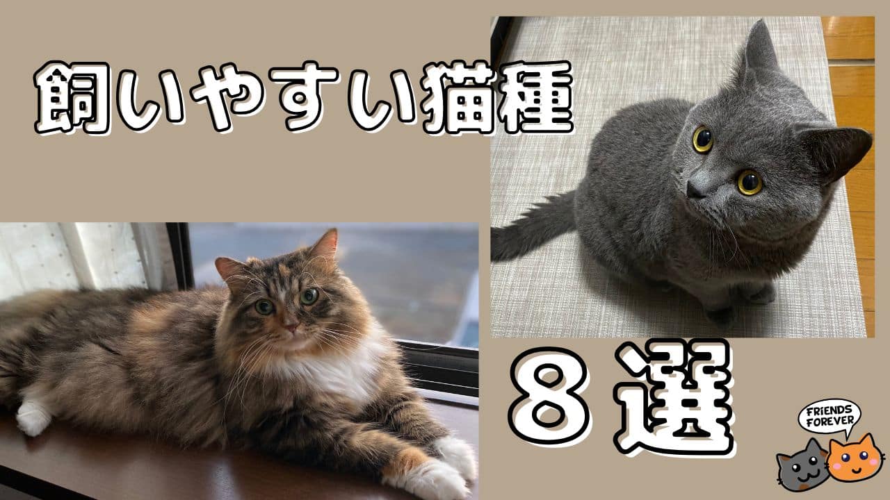 飼いやすい猫８種類を紹介する画像